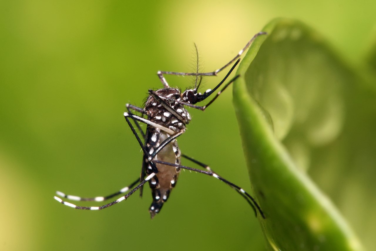 thumbnail Aedes aegypti 1