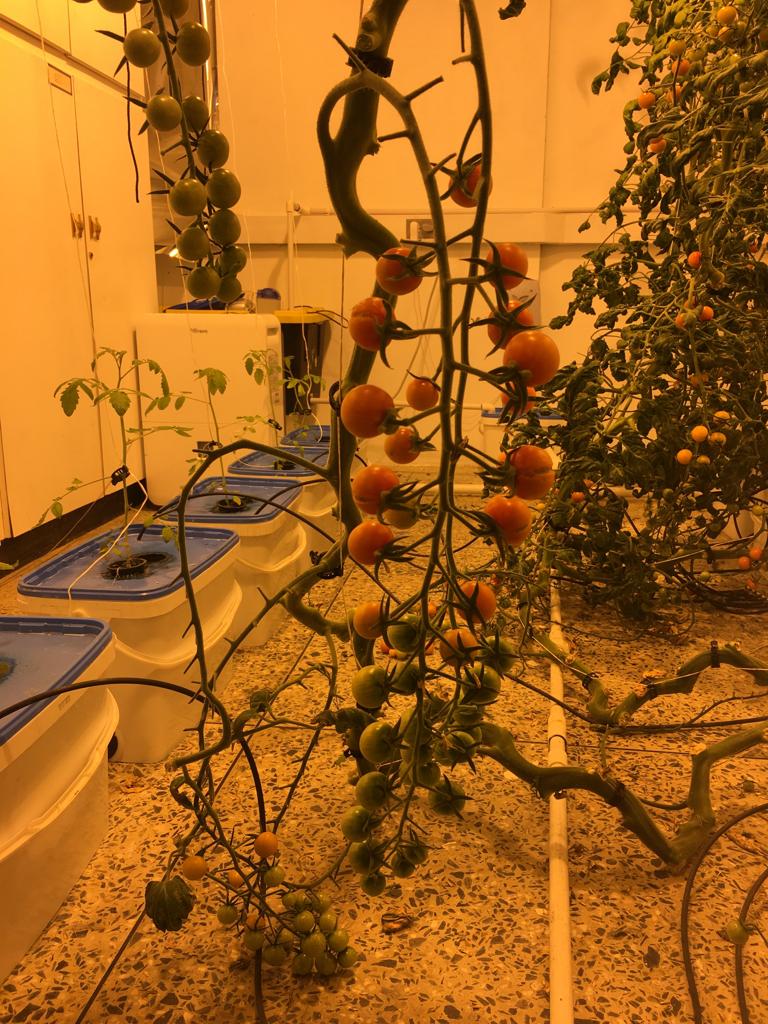 IPE Cherry tomatoes grown indoors