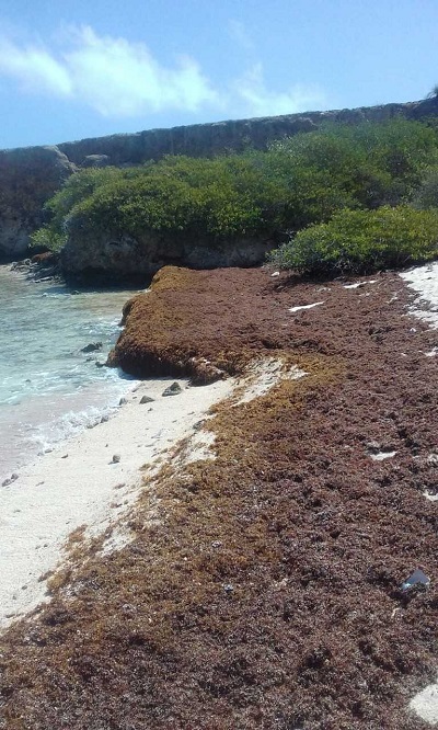 alga Sargassum 001