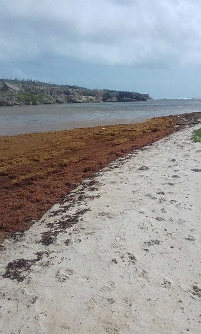 alga Sargassum 002