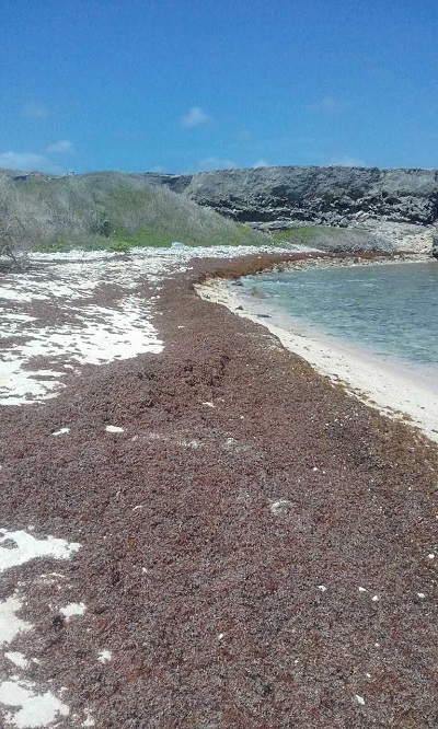 alga Sargassum