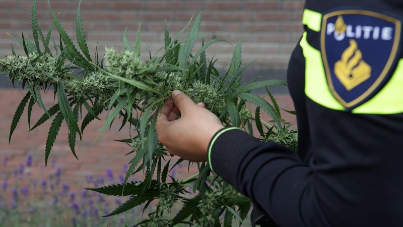 agent heeft hennepplant in handen