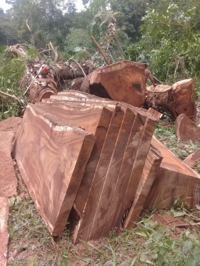 gezaagde boom in jungle